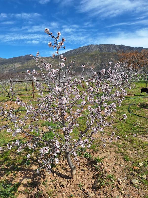 10 Bedroom Property for Sale in Montagu Western Cape